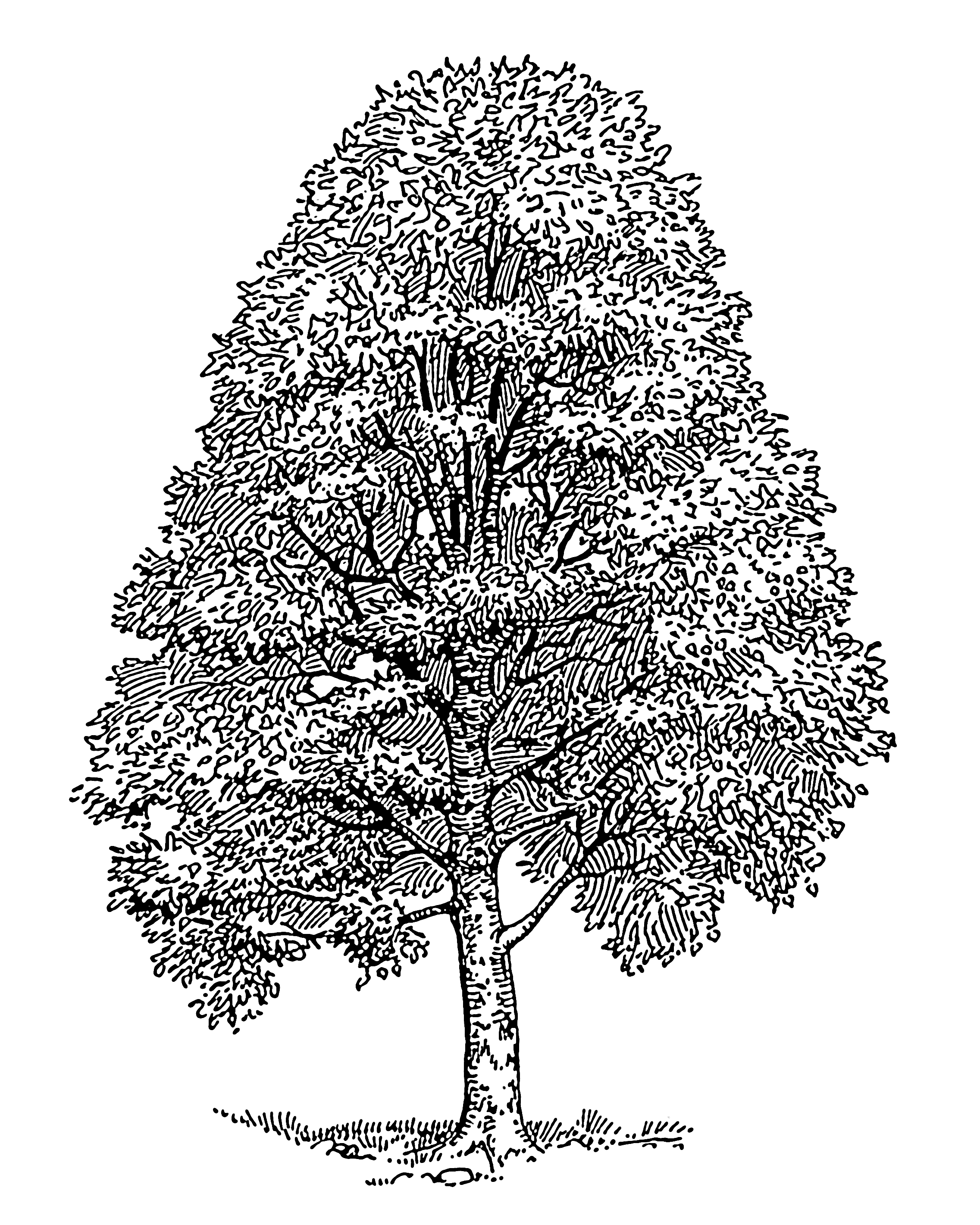 2273x2841 Images For Gt Easy Cedar Tree Drawing Trees Tree Line Drawing - Cedar Drawings