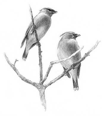 350x392 Original Pencil Drawings Wild Wings - Cedar Drawings