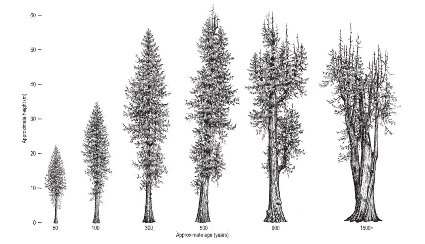 858x494 The Western Red Cedar A Year Old Giant Ear To The Ground - Cedar Drawings