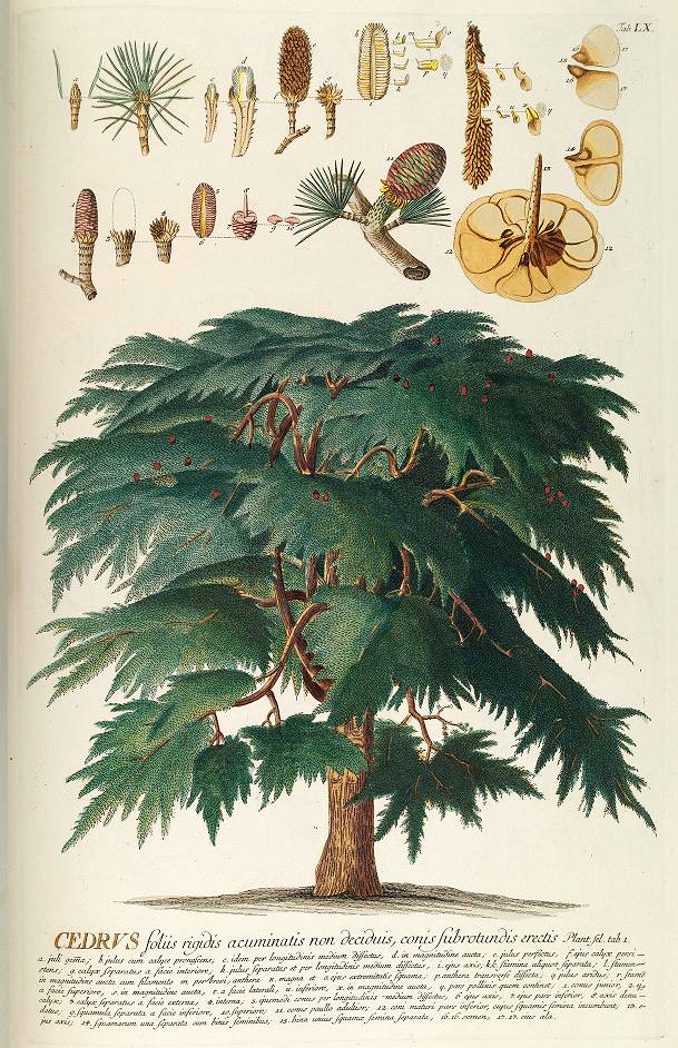 609x942 Tree Drawings Illustrations - Cedar Drawings
