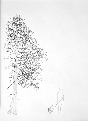 350x480 Becky Comber - Cedar Drawings