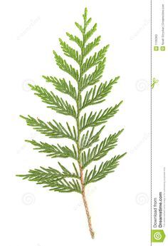 236x345 Western Red Cedar Botanical Drawings - Cedar Drawings