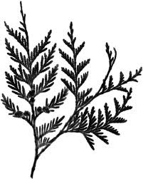 201x251 western red cedar drawing style inked tattoos, branch - Cedar Drawings
