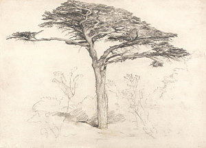 300x215 Cedar Trees Drawings Fine Art America - Cedar Drawings