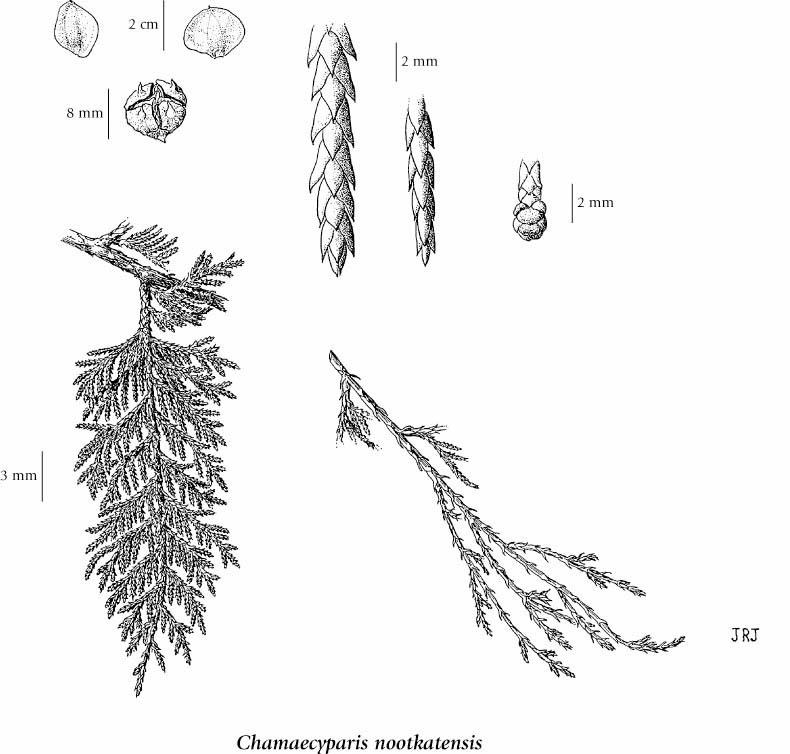 790x754 e flora bc electronic atlas of the flora of bc - Cedar Drawings