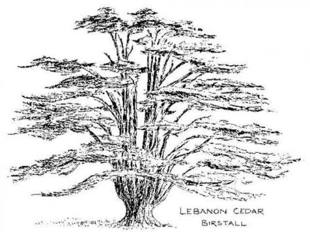 640x480 Cedar Tree Drawing - Cedar Tree Drawing