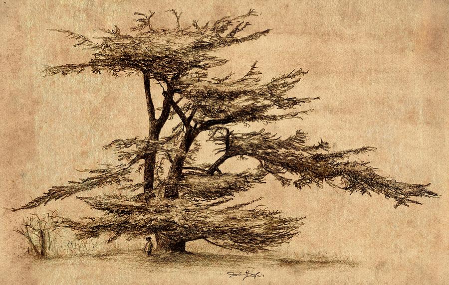 900x572 Cedar Tree Drawing - Cedar Tree Drawing