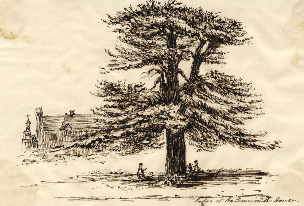 1024x695 Cedar Tree - Cedar Tree Drawing