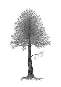 210x300 Cedar Trees Drawings Fine Art America - Cedar Tree Drawing