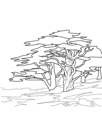 360x480 Huge Collection Of 'cedar Tree Drawing' Download More Than - Cedar Tree Drawing