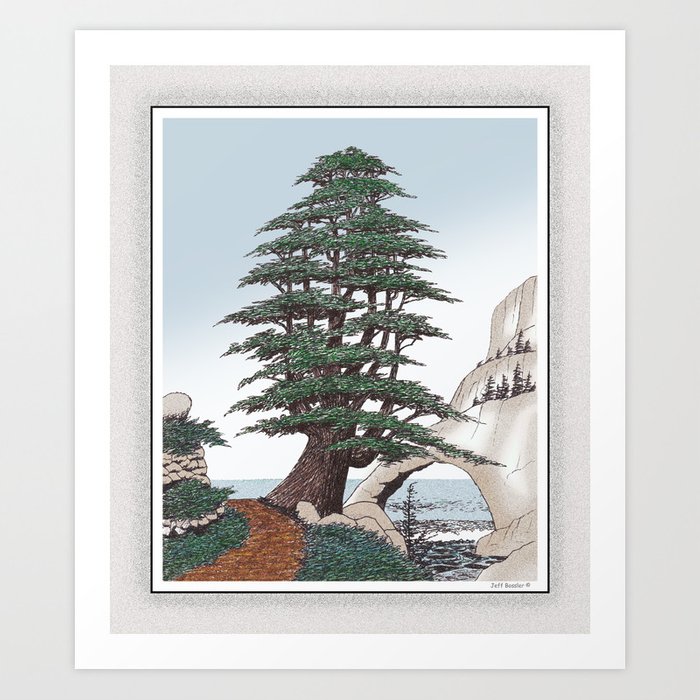 700x700 Images Of Lebanese Cedar Tree Drawing - Cedar Tree Drawing