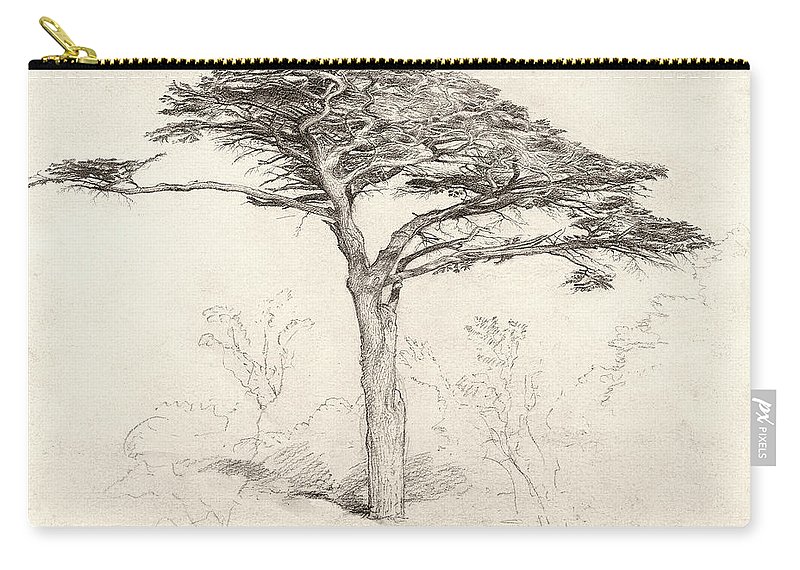 800x570 Old Cedar Tree In Botanic Garden Chelsea Carry All Pouch For Sale - Cedar Tree Drawing
