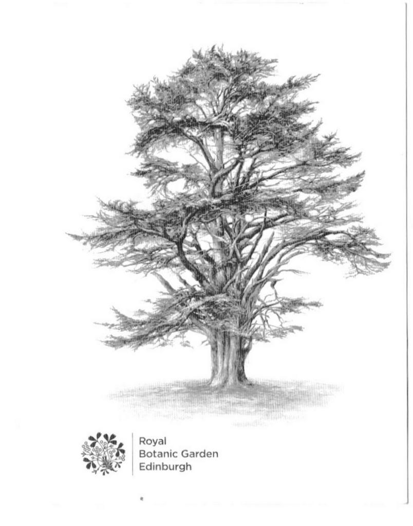 Cedar Tree Drawing at Explore collection of Cedar