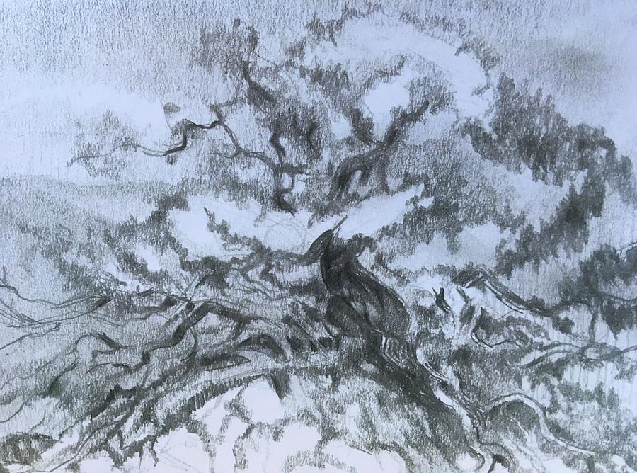 900x668 The Cedar Tree Drawing - Cedar Tree Drawing