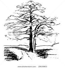 220x229 Cedar Tree Drawing - Cedar Tree Drawing