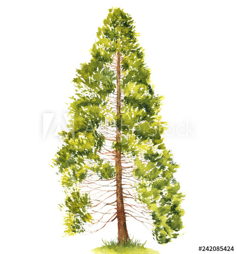 467x500 Watercolor Drawing Cedar Tree - Cedar Tree Drawing