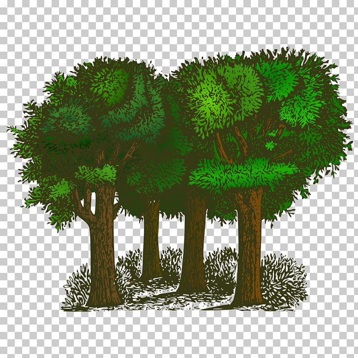 728x728 Cedar Tree Drawing Png Cliparts For Free Download Uihere - Cedar Tree Drawing