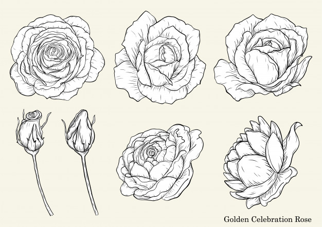 626x442 golden celebration rose vector - Celebration Drawing