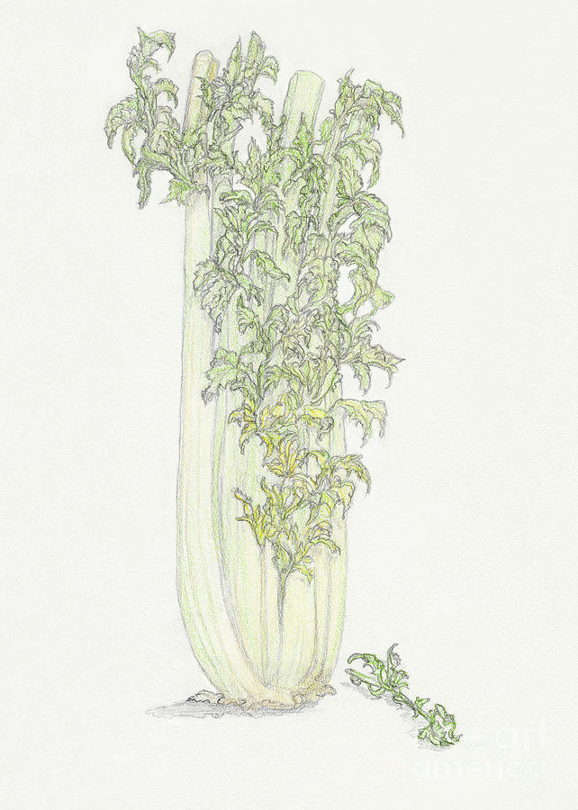 642x900 Celery Drawing - Celery Drawing