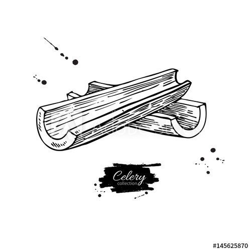 500x500 Celery Stick Hand Drawn Vector Illustration Isolated Vegetable - Celery Drawing