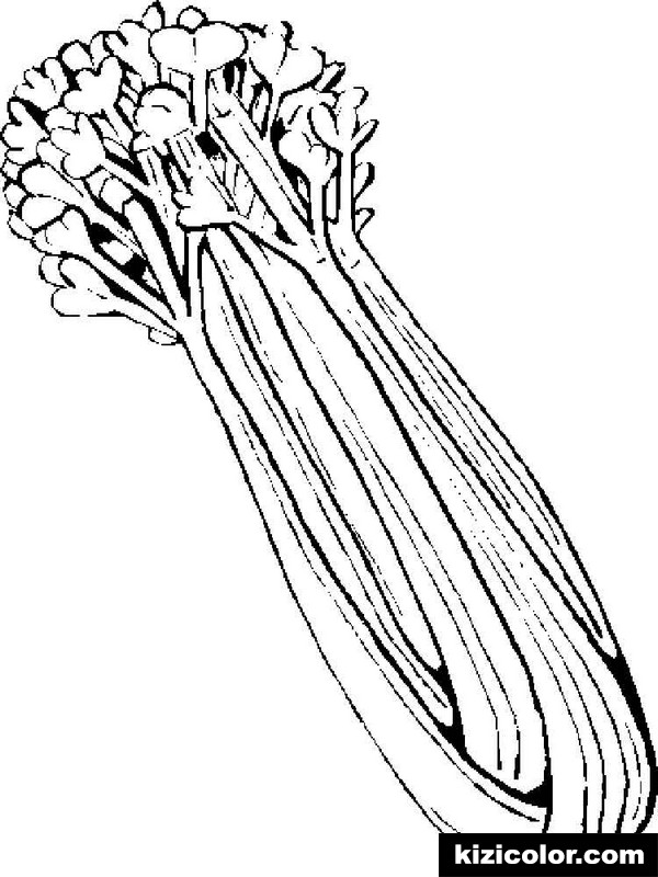 600x800 Celery Drawing Free Download - Celery Drawing