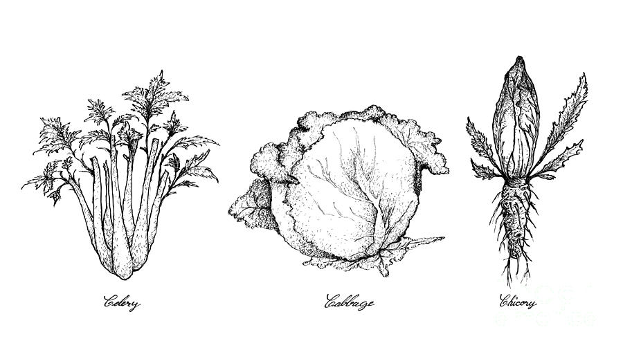 900x506 hand drawn of celery, cabbage and chicory drawing - Celery Drawing