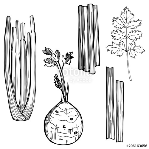500x500 Hand Drawn Celery On White Background Vector Sketch Illustration - Celery Drawing