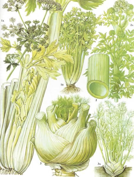 454x599 Celery Botanical Drawing Food Illustration Vegetable Prints - Celery Drawing