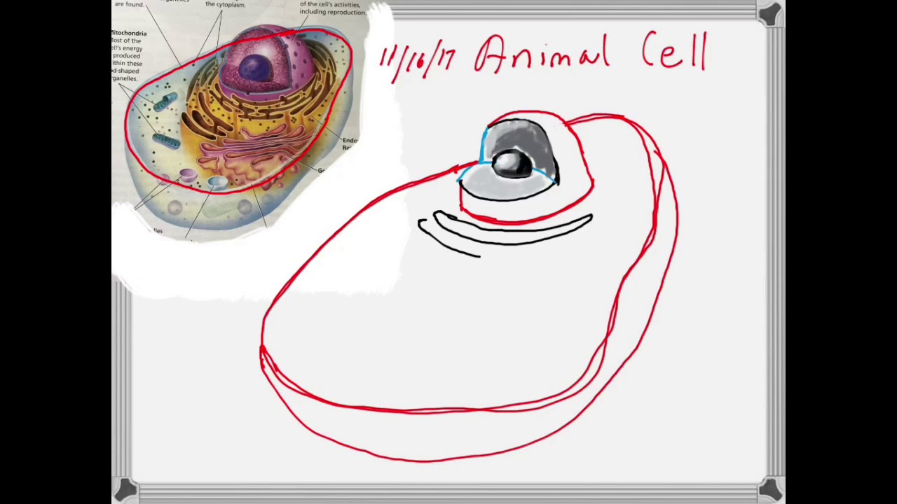 1280x720 How To Draw An Animal Cell - Cell Cartoon Drawing