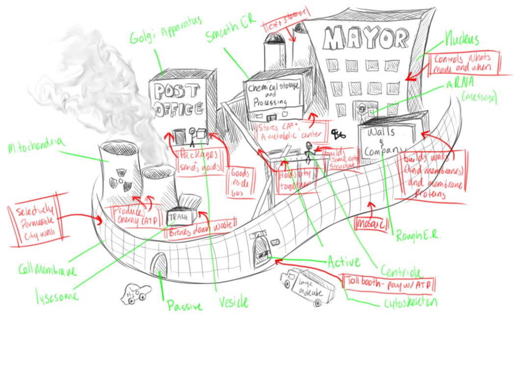 1048x762 Cell City - Cell City Drawing