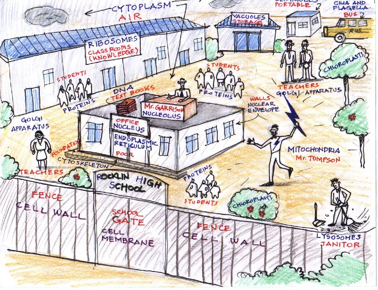 1236x948 i'm loving this analogy of the cell and the school functions - Cell City Drawing