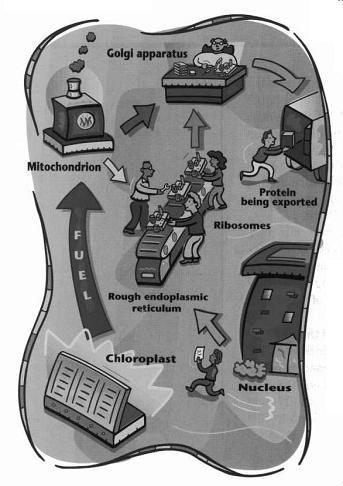 343x486 Name - Cell City Drawing