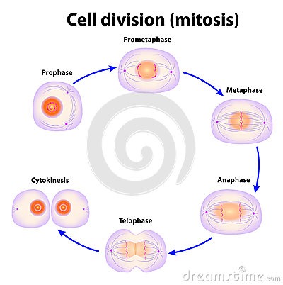 Cell Cycle Drawing at PaintingValley.com | Explore collection of Cell ...