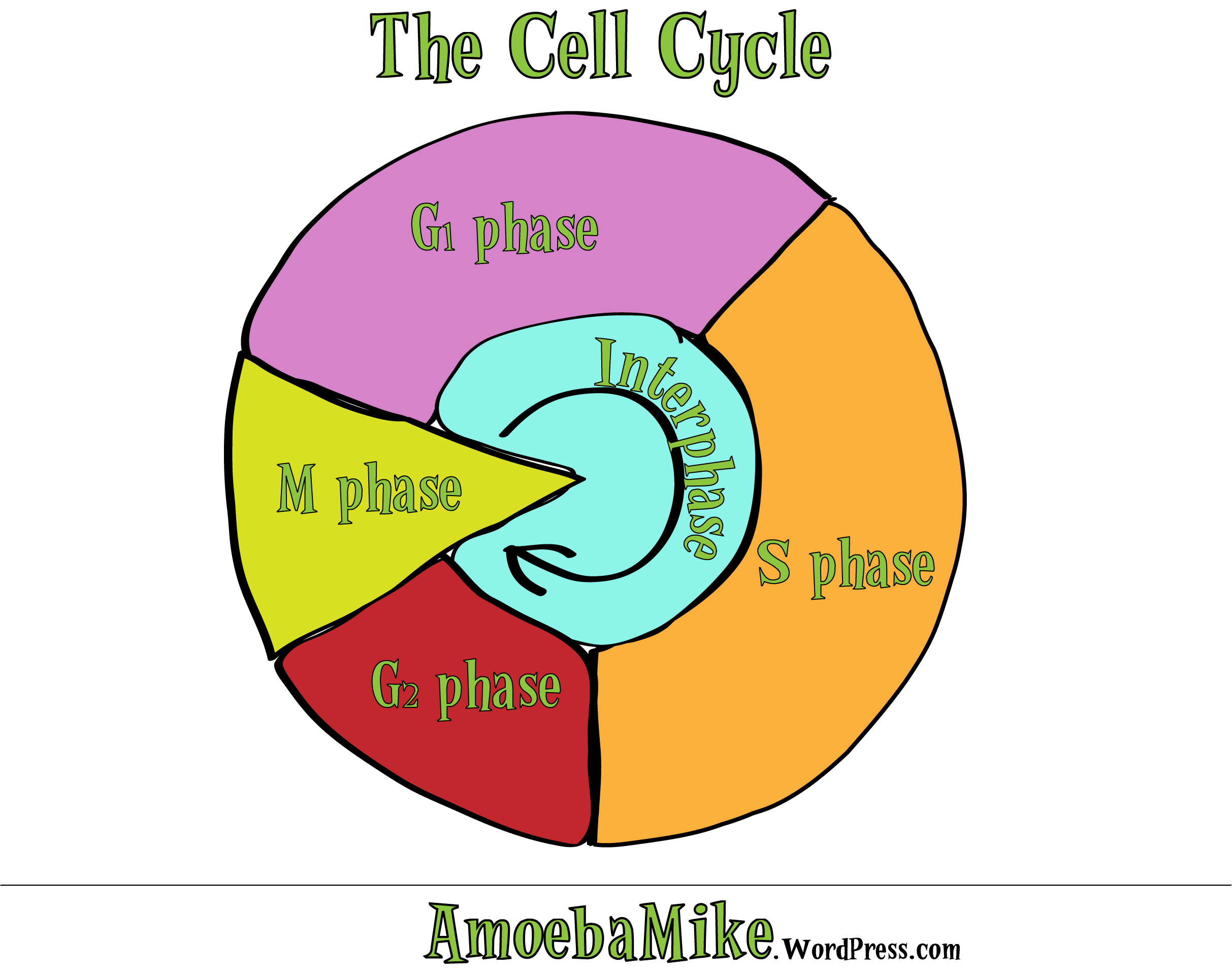 Cell Cycle Drawing At PaintingValley Explore Collection Of Cell 