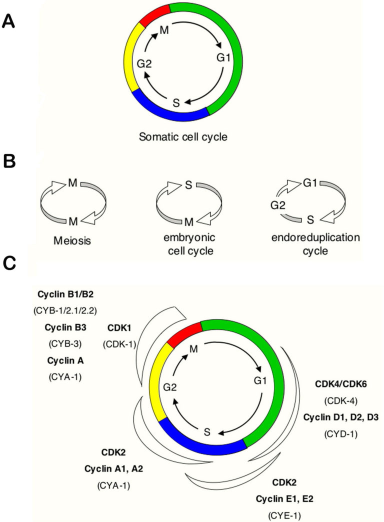 768x1044 Drawing Of Cell Cycle Drawing Of Cell Cycle - Cell Cycle Drawing
