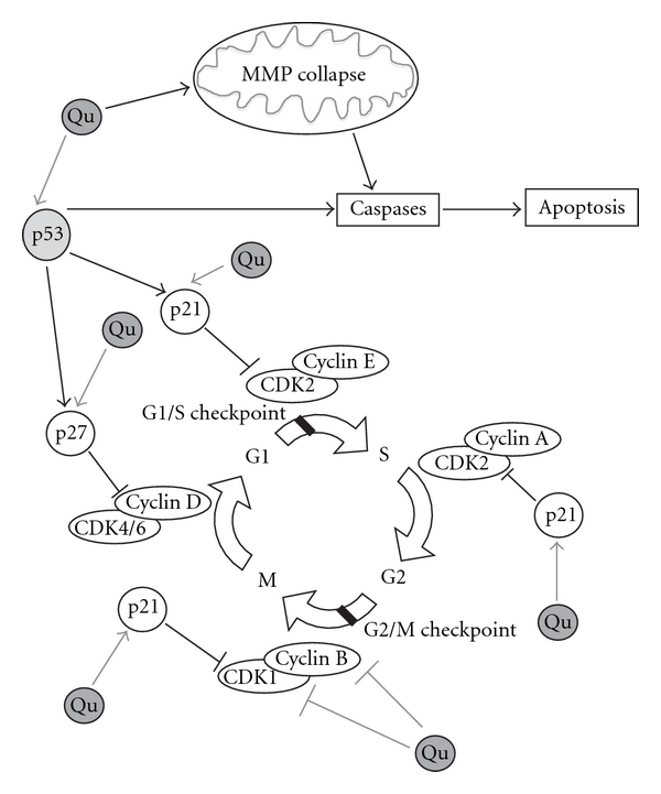 600x721 Effects Of Qu On Cell Cycle Qu Is Able To Regulate Cell Cycle - Cell Cycle Drawing