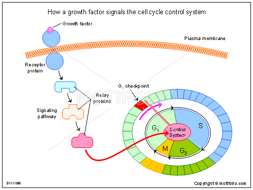 мутации рецепторов. Growth factor. Cream human. Th1 и th2 клетки. Maei md сыворотка.