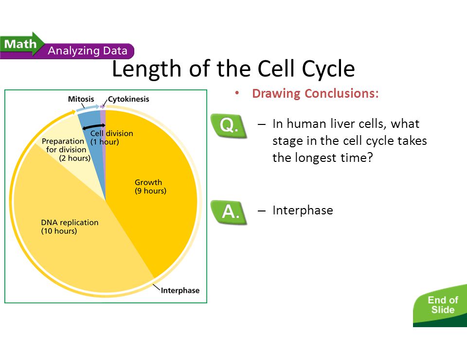 960x720 Length Of The Cell Cycle - Cell Cycle Drawing