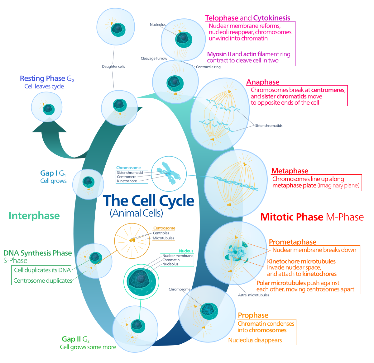 1200x1166 Mitosis - Cell Cycle Drawing