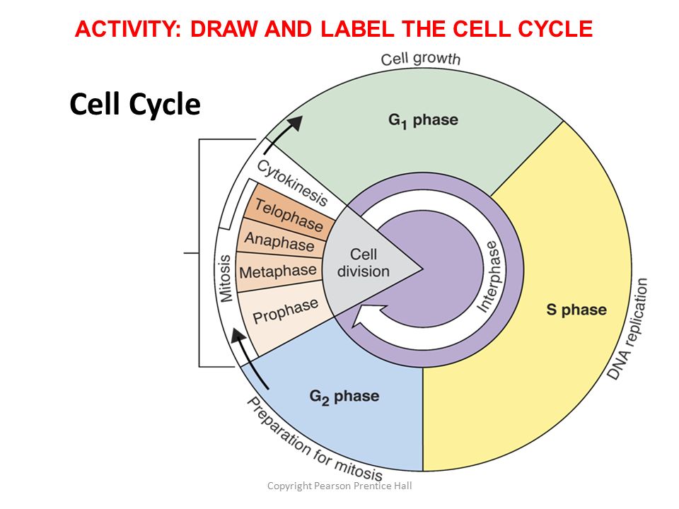 Cell Cycle Drawing at PaintingValley.com | Explore collection of Cell ...