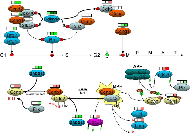 761x533 Schematic Drawing Of The T Dependent Cell Cycle Arrest - Cell Cycle Drawing