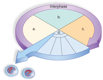 347x270 Solved Label The Drawing Of The Cell Cycle Then Tell The Main - Cell Cycle Drawing