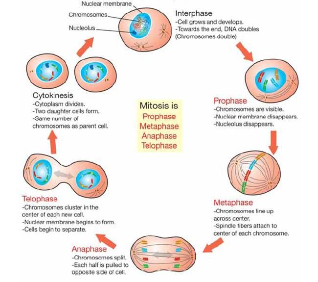 650x575 The Cell Cycle - Cell Cycle Drawing