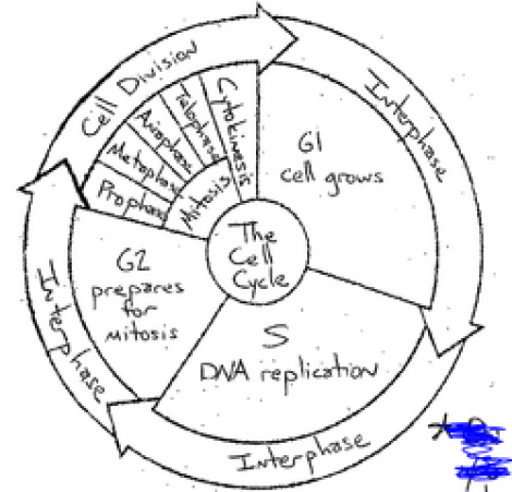 470x451 The Cell Cycle Coloring Worksheet - Cell Cycle Drawing