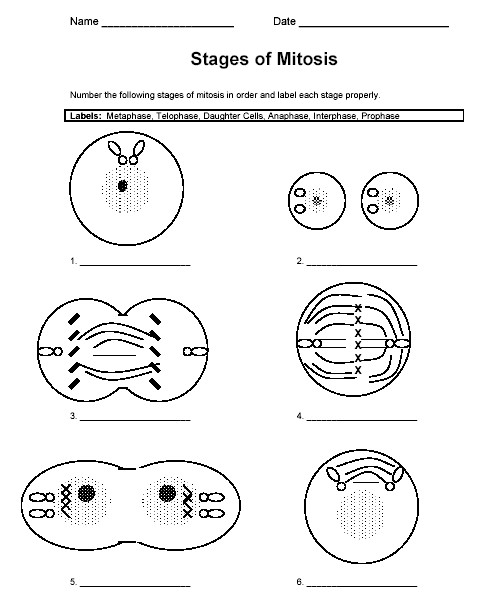 The Cell Cycle Coloring Worksheet Answer Key Mitosis Pogil Answers - Cell C...