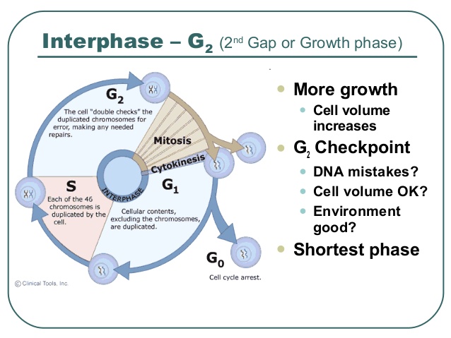 638x479 The Cell Cycle - Cell Cycle Drawing