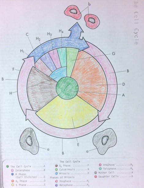 470x614 Cell Cycle Coloring Worksheet Ap Bio - Cell Cycle Drawing