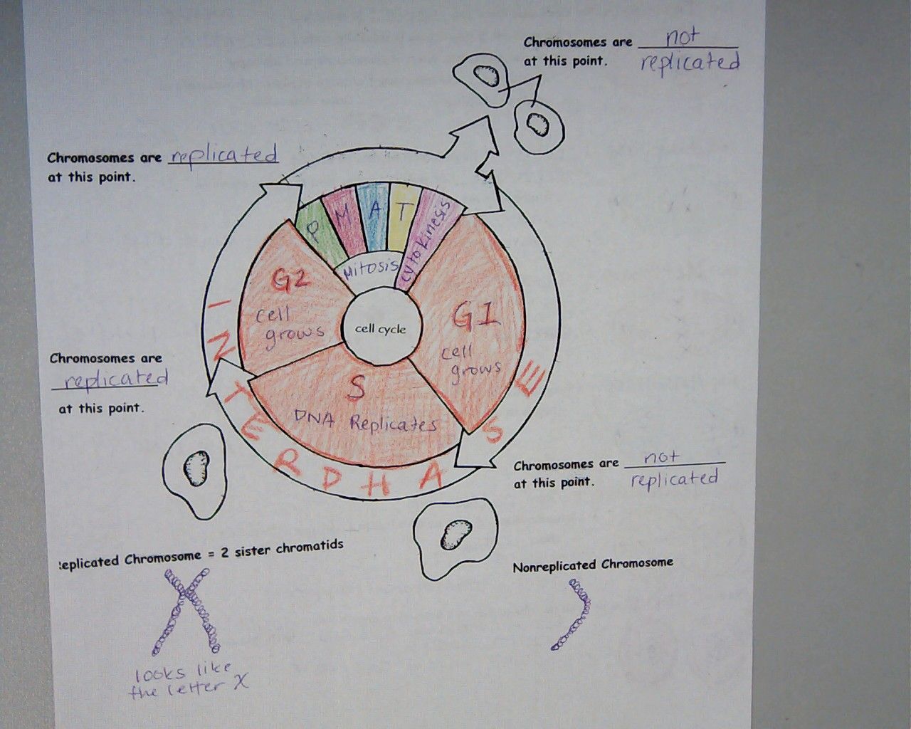 1280x1024 Quicker Than Having Students Draw It Out Cell Biology - Cell Cycle Drawing