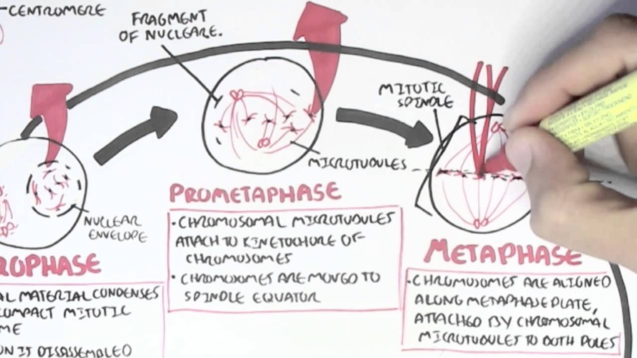1280x720 Cell Cycle - Cell Cycle Drawing
