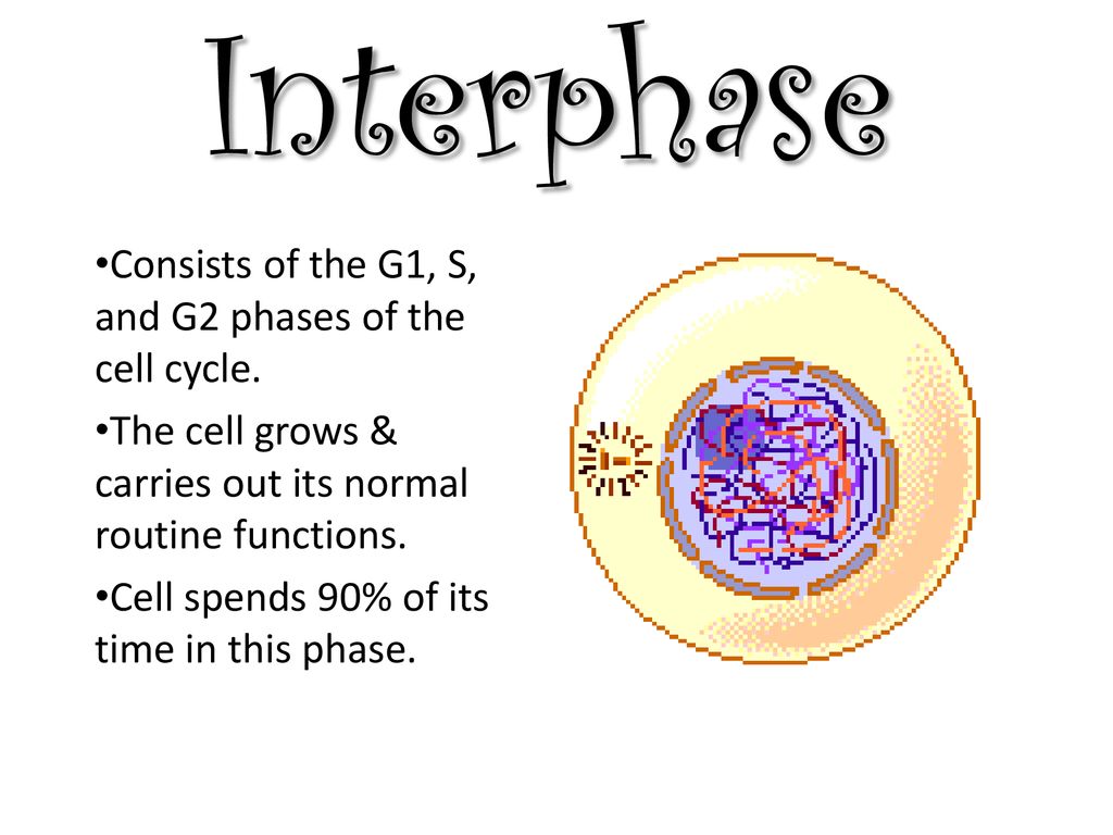 1024x768 Cell Cycle Drawing Flip Book - Cell Cycle Drawing